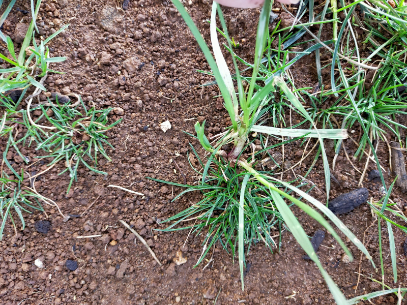 芝生と雑草の見分け方について教え下さい 庭に４種混合された芝の種を植え Yahoo 知恵袋