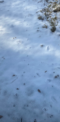 この雪の足跡は なんの動物でしょうか 場所は山梨の標高1000m地域です 自 Yahoo 知恵袋