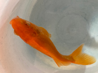 田舎の川で子供が大きな金魚のような魚を採ってきました 18センチく Yahoo 知恵袋
