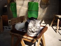 オス猫はまたたびに反応するのにメス猫は興味を示さないのはなぜですか オス Yahoo 知恵袋