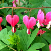 好きな花はなんですか 私はタイツリソウです 昔 家に植えてあってハート Yahoo 知恵袋