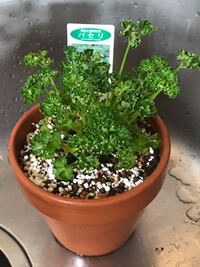 パセリの苗を嫁が買ってきたので家にある鉢に植えたのですが Yahoo 知恵袋