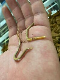 シュガーソングとビターステップ って シングアソングとビートアステップ Yahoo 知恵袋