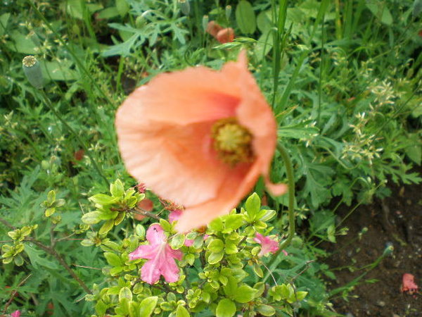 家の周りに咲いていた花です ポピーに似た花です 名前を教えてください Yahoo 知恵袋