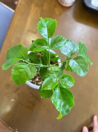 ダイソーで買った植物なんですが 名札がついていませんでした この植 Yahoo 知恵袋
