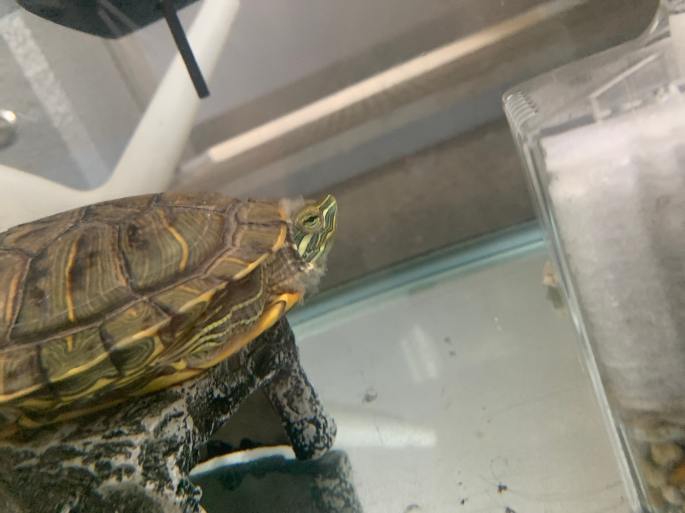 これは水カビ病でしょうか Yahoo 知恵袋