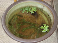 メダカを飼っています 水がすぐ濁ります 鉢は直径５０ 高さ２０ 底に Yahoo 知恵袋