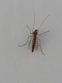 この虫は蚊ですか 血を吸うの とりあえず 沢山発生してます 周りは Yahoo 知恵袋