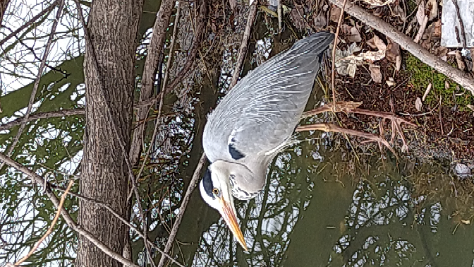 この鳥って何ですか 日本最大級のサギ科の鳥 アオサギです 都 Yahoo 知恵袋