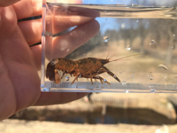 これはアメリカザリガニですか Yahoo 知恵袋