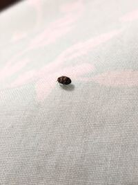 助けて下さい ヒメカツオブシムシ みたいな黒い虫が布団にいまし Yahoo 知恵袋