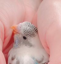 セキセイインコ 白ハルクインの性別判断をお願いします ぽいか Yahoo 知恵袋
