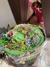 多肉植物を頂いたのですが ぎゅうぎゅうに詰まっており水をあげる隙間がありませ Yahoo 知恵袋