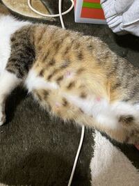 1か月前に飼い始めた猫です どんどんお腹が大きくなっていって Yahoo 知恵袋