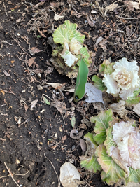 この植物はなんですか 右の三つのハボタンではなく 真ん中のつだけあ Yahoo 知恵袋