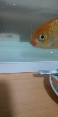 金魚の口がただれています 一週間前から 2日に1度ずつ水を換えなが Yahoo 知恵袋