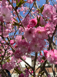 花の名前を教えて下さい 花弁が15枚 通常の桜よりも開花時期が遅い桜です 色 Yahoo 知恵袋