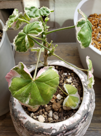 ゼラニウムの葉が赤くなるのはなぜでしょうか 根元近くからは緑色 Yahoo 知恵袋