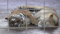虎とライオンが抱き合って寝てるのをみてあなたはどんな風に思いますか Http Yahoo 知恵袋