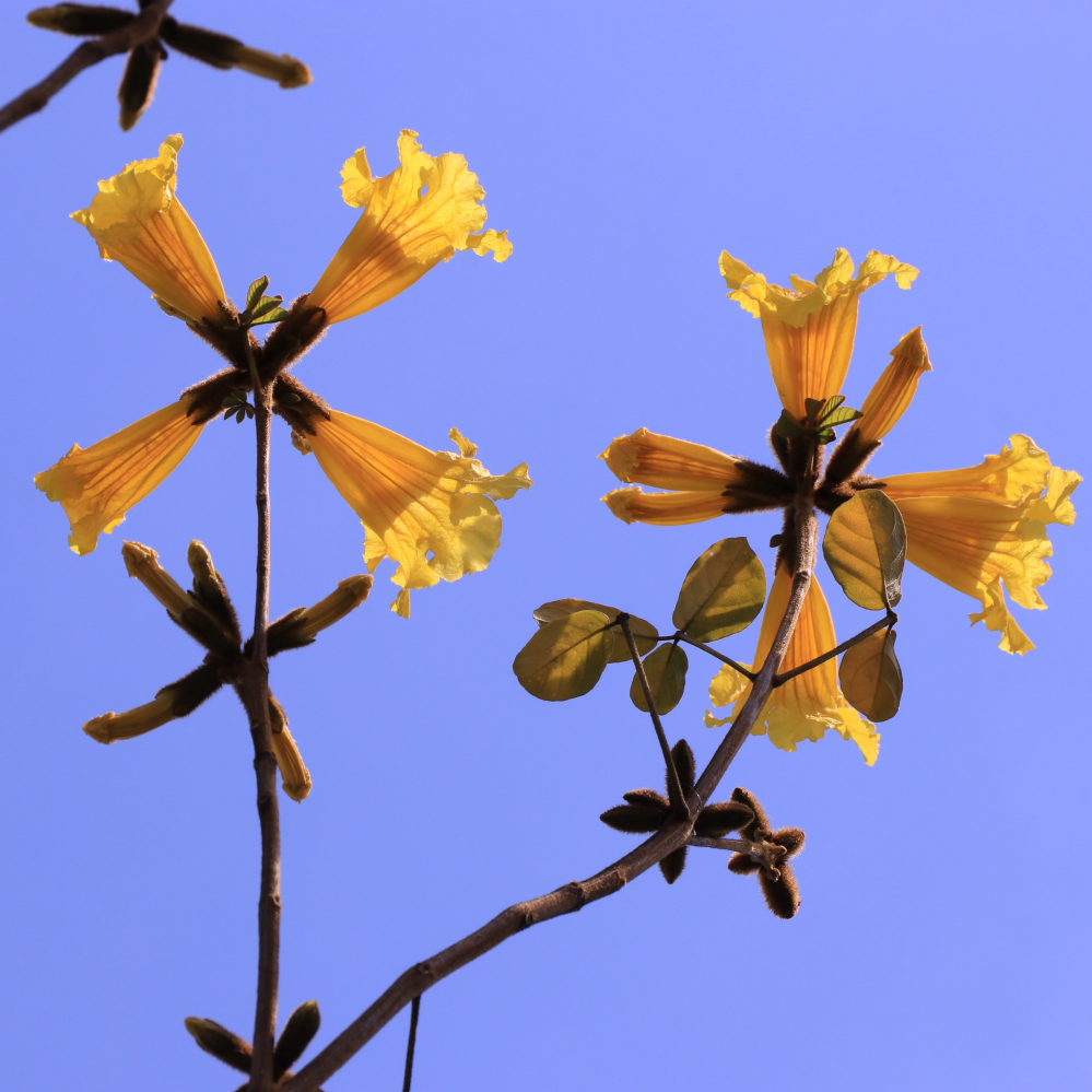 この花はイペ って花でしょうか 花 葉の形からイペーだと思います Yahoo 知恵袋