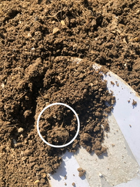 畑で線虫みたいなのが沢山ウヨウヨしていたので気持ち悪くて投稿させて頂きまし Yahoo 知恵袋