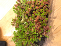 地植えのセダムをもらいました モリムラが欲しかったのですが モリムラマンネン Yahoo 知恵袋