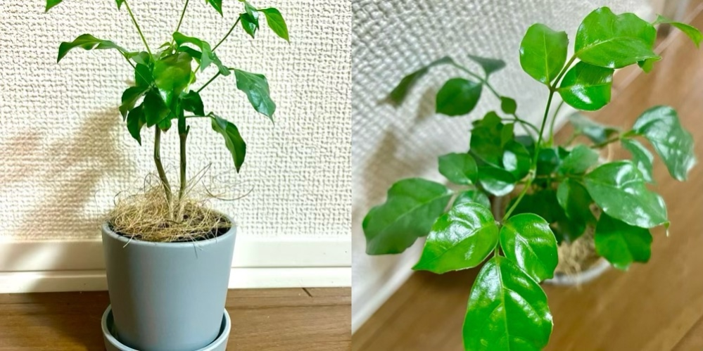 ダイソーで2号鉢の観葉植物を買いました 2号鉢アソート のみで名 Yahoo 知恵袋