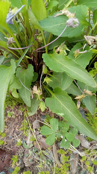 これはスミレですか 種を蒔いていないのに咲いていました 葉っぱを見ると Yahoo 知恵袋