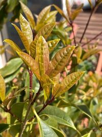 キンモクセイについて 新しい葉が出てきたのですが 葉の表面がボコボコし Yahoo 知恵袋