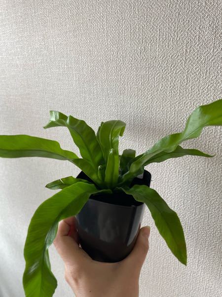 ダイソーでこの観葉植物を購入したのですが なんの植物かわからなかったので ご Yahoo 知恵袋