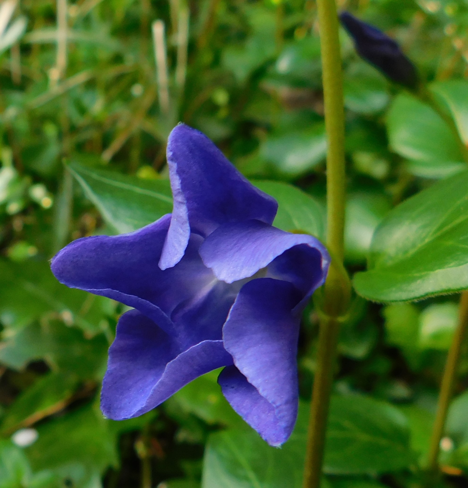 花の名前の質問です 昨日の午後神奈川県の山野で出合いました Yahoo 知恵袋