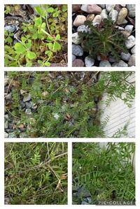 うさぎを飼っているものです うちのうさぎを庭に出したいので Yahoo 知恵袋