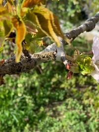 桜の木の毛虫に毎年困っています 業者に頼まず 女に簡単に出来る対策を教えて下 Yahoo 知恵袋