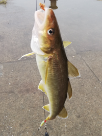 コマイですかね Yahoo 知恵袋