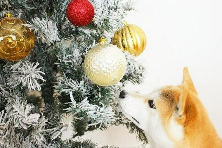 ワンちゃんがクリスマスツリーに悪戯することは あまりないですか？