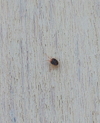 この小さい虫が窓のところに大量に沸いてくるんですがなんのんですか 駆除方法も Yahoo 知恵袋