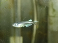 メダカの稚魚の色がわかる時期 サイズ について教えて下さい みなさ Yahoo 知恵袋