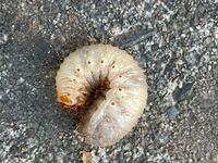 庭ほじくってたら出てきました なんの幼虫か分かる方いらっしゃ Yahoo 知恵袋