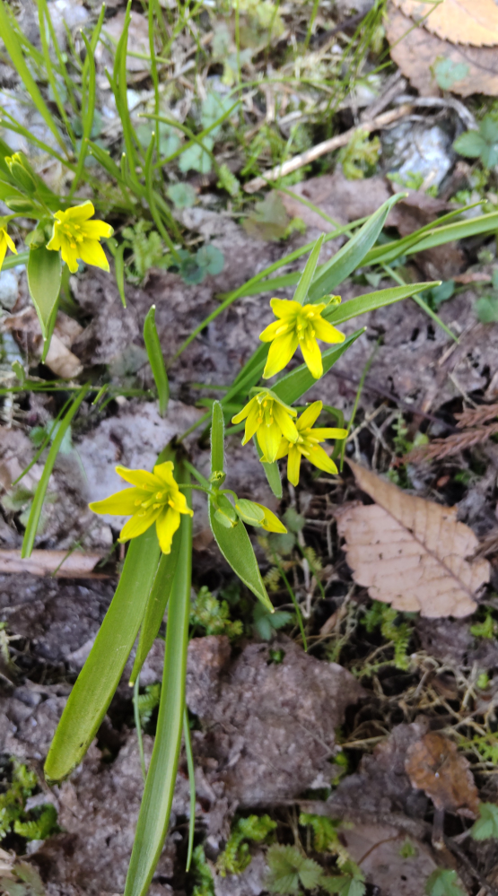 今日山登りをしていて見つけた黄色の花の名前を教えてください オーニ Yahoo 知恵袋