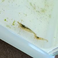 このエビはミナミヌマエビですか 全部で4匹居ます子どもが側溝 Yahoo 知恵袋
