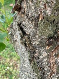 桜の木の幹についていた この木と同化した色の虫は何の虫でしょうか Yahoo 知恵袋