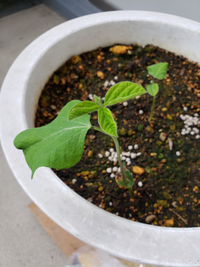 プランターで家庭菜園をしております 数週間前種を植えて芽が出てきましたが 何 Yahoo 知恵袋