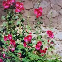 韓国ドラマに出てきた花の名前が知りたいです 教えてください Yahoo 知恵袋