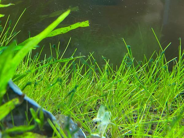 ショートヘアーグラスに藍藻が付いていてとってもとっても無くなりません また外 Yahoo 知恵袋