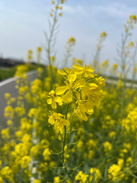 河川敷に咲き出した黄色い花ですが 何と言う名前でしょうか 暖かくな Yahoo 知恵袋