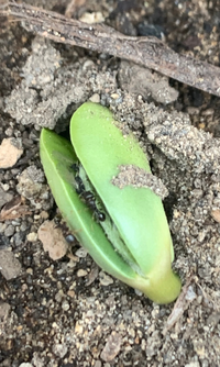 ２週間前にいんげんの種を畑に2袋程まいたねですが 3つくらいしか発芽 Yahoo 知恵袋