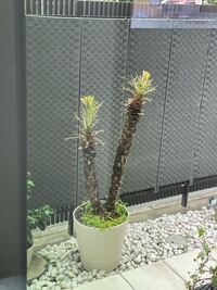 東京都練馬区でヤシの木を育てています 冬の雪で寒かったからか葉が茶 Yahoo 知恵袋