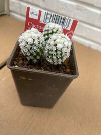 ダイソーで購入したサボテンですが名前分かりますか マミラリアと書いてあ Yahoo 知恵袋