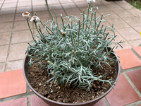 画像のお花ですが 買ってきた時に咲いていた花が終わると つぼみが少 Yahoo 知恵袋