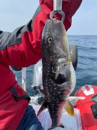 さっき釣れたのですが何フグかわかりますか マフグですよ 別名ナメラフ Yahoo 知恵袋